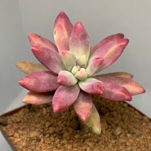 IMG_6571 Pachyphytum sp.