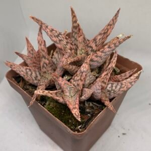 Aloe 'Pink Blush'