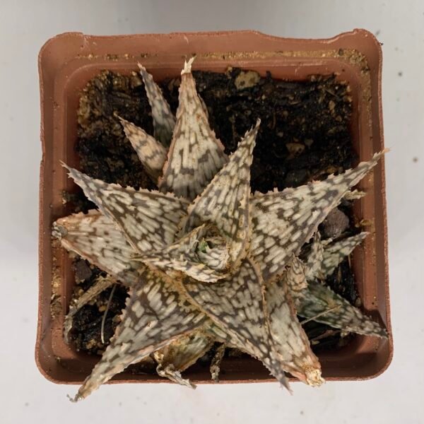 IMG_6577 Aloe 'Chunky Silver'