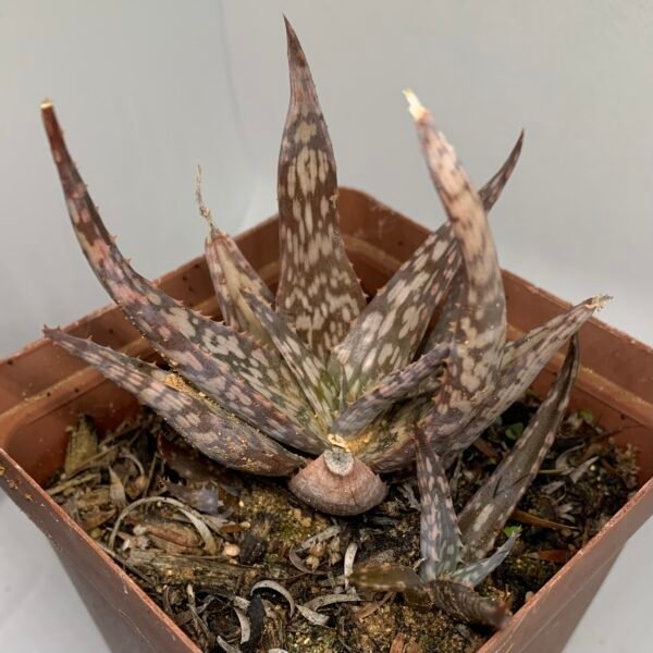 IMG_6581 Aloe miniature sp.