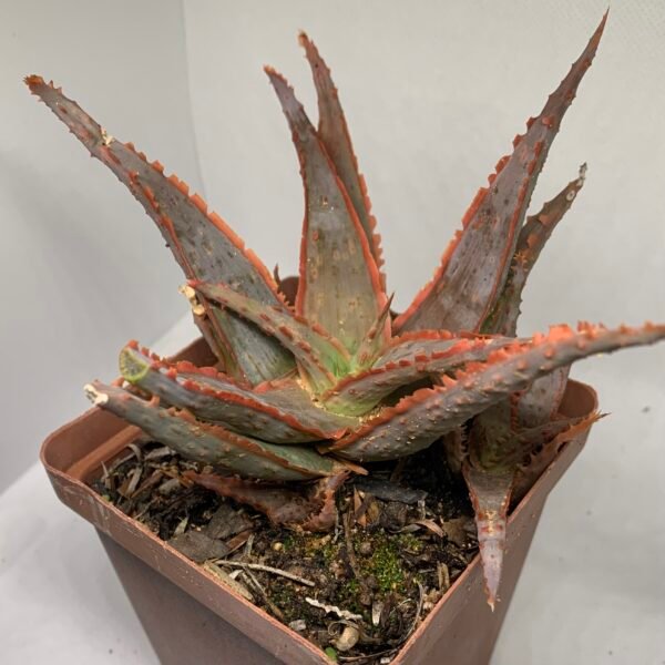 Aloe sp. hybrid