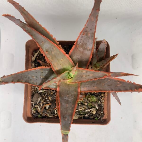 Aloe sp. hybrid