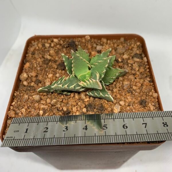 IMG_6595 Faucaria sp. (Yellow Flowers)