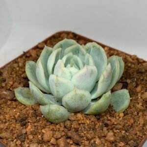 IMG_6596 Echeveria elegans