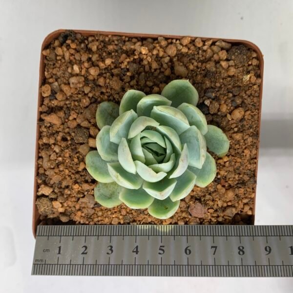 IMG_6600 Echeveria elegans