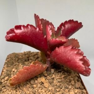 IMG_6601 Kalanchoe sexangularis