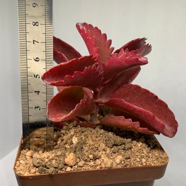 IMG_6604 Kalanchoe sexangularis