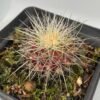 Thelocactus sp.