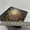 Thelocactus sp.