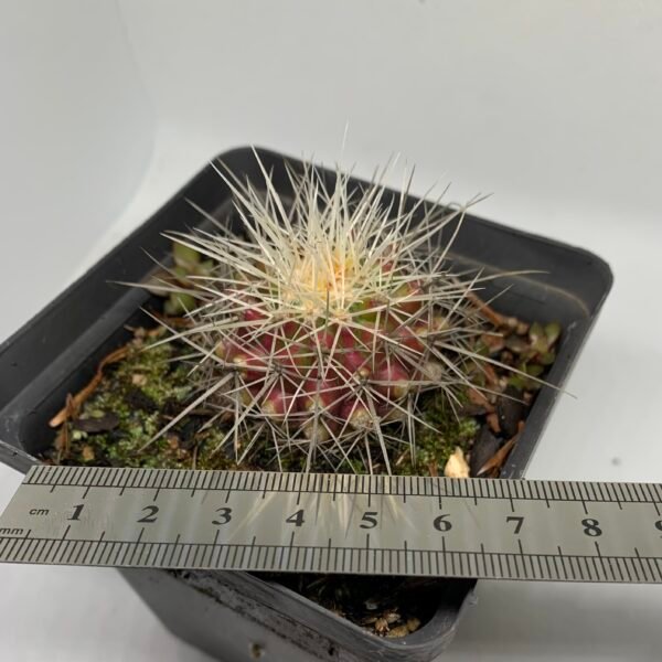 Thelocactus sp.