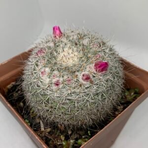 IMG_6609 Parodia haselbergii