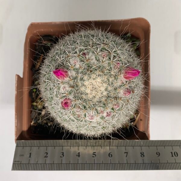 IMG_6611 Parodia haselbergii