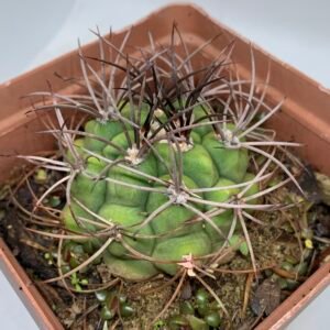 IMG_6613 Gymnocalycium saglionis