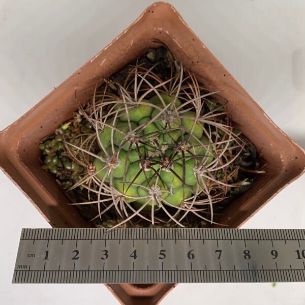 IMG_6615 Gymnocalycium saglionis