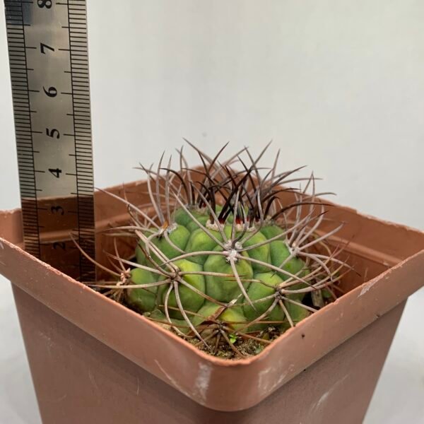 IMG_6616 Gymnocalycium saglionis