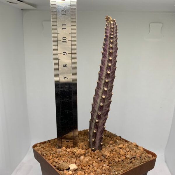 Senecio Stapeliformis