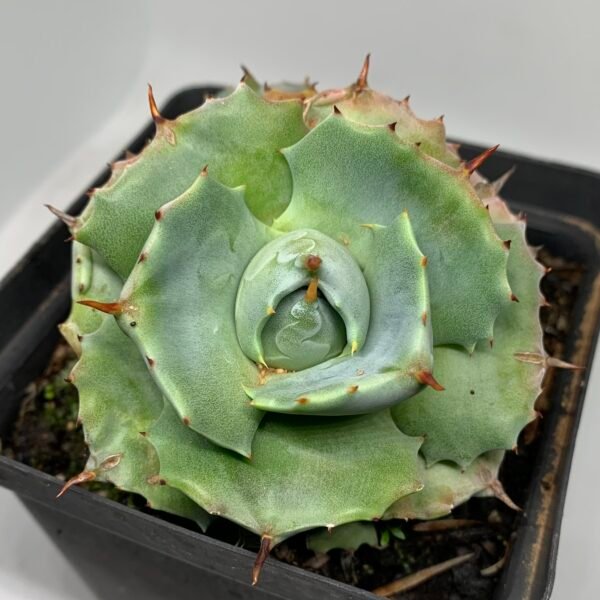 IMG_6625 Agave isthmensis