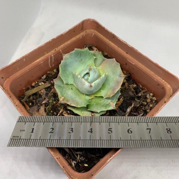 IMG_6631 Agave isthmensis