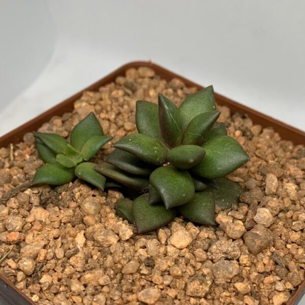 IMG_6632 Anacampseros telephiastrum