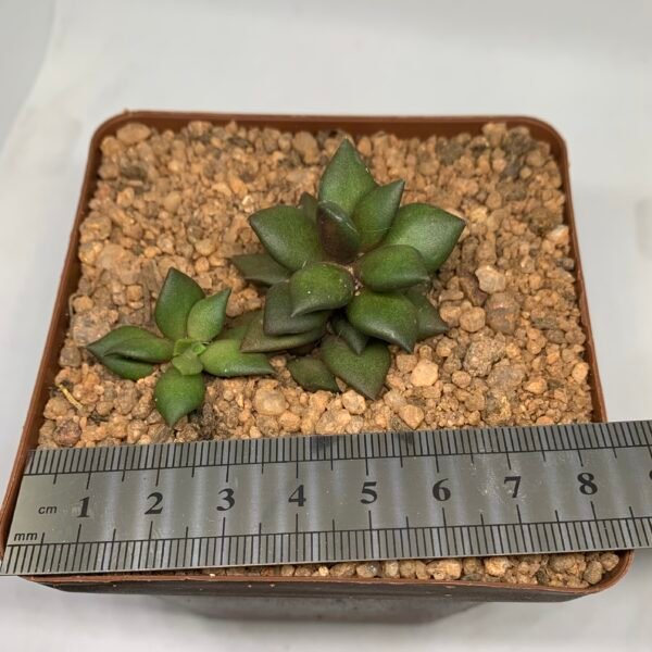 IMG_6633 Anacampseros telephiastrum