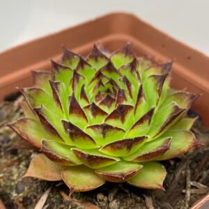 IMG_6637 Sempervivum tectorum