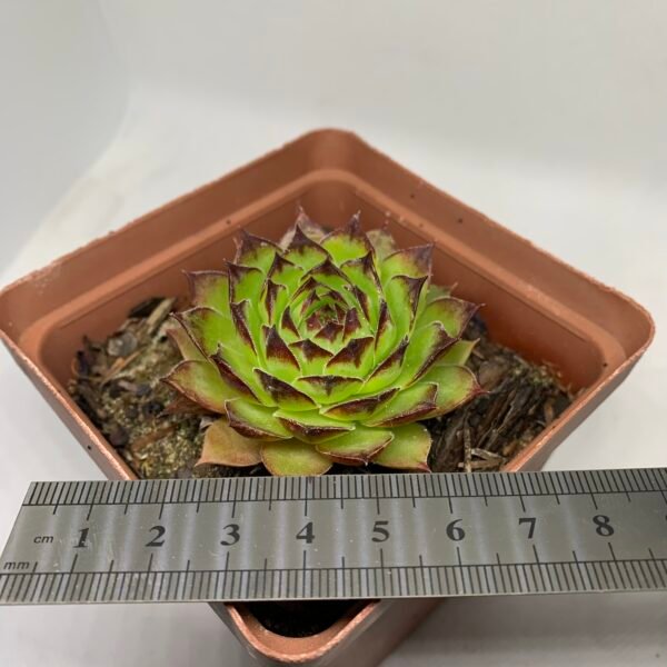 Sempervivum tectorum