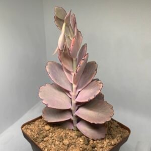 IMG_6645 Kalanchoe fedtschenkoi