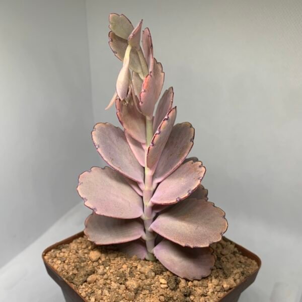 IMG_6645 Kalanchoe fedtschenkoi