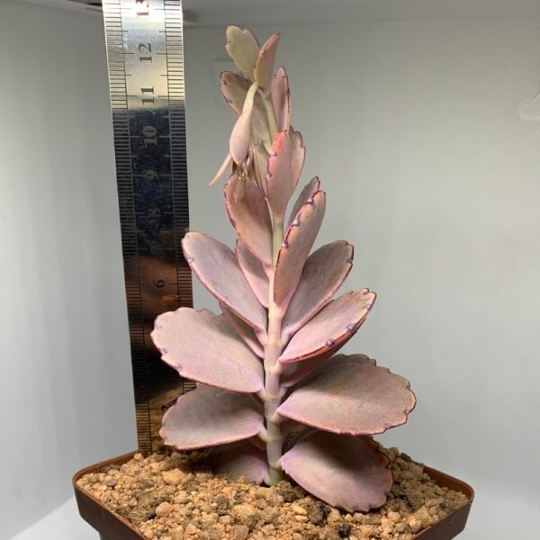 IMG_6646 Kalanchoe fedtschenkoi