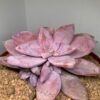 Graptopetalum Pentandrum ‘Superbum’