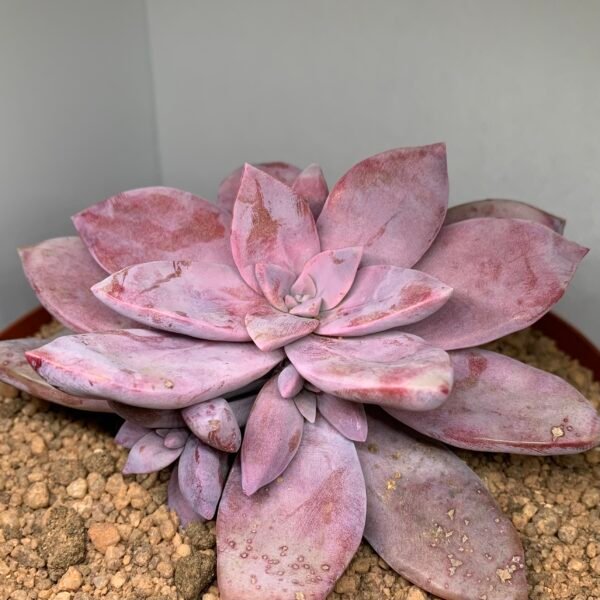 Graptopetalum Pentandrum ‘Superbum’