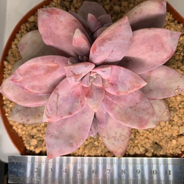 Graptopetalum Pentandrum ‘Superbum’