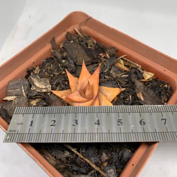 IMG_6652 Haworthiopsis limifolia sp.