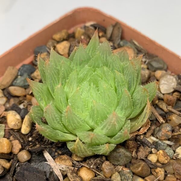 IMG_6654 Haworthia Mucronata
