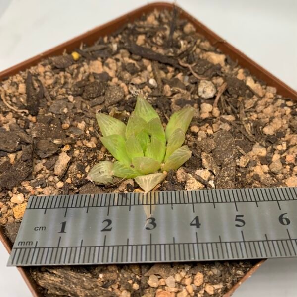 IMG_6659 Haworthia Mucronata