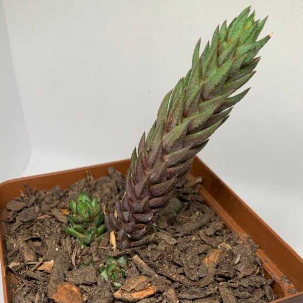 IMG_6660 Astroloba sp.