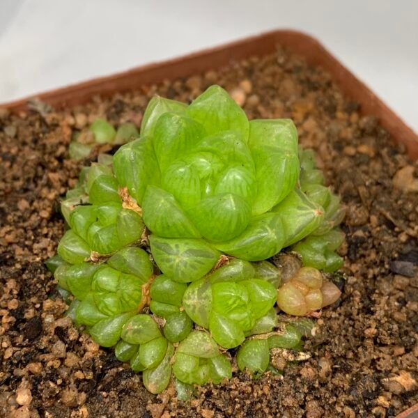 Haworthia Obtusa