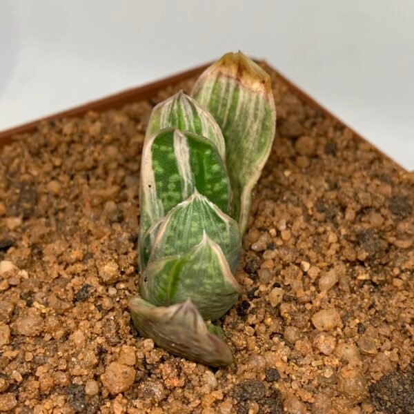 Gasteria cv silver fuji variegated