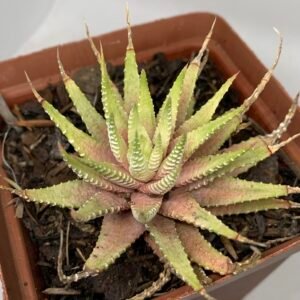 IMG_6673 Haworthiopsis attenuata āLime