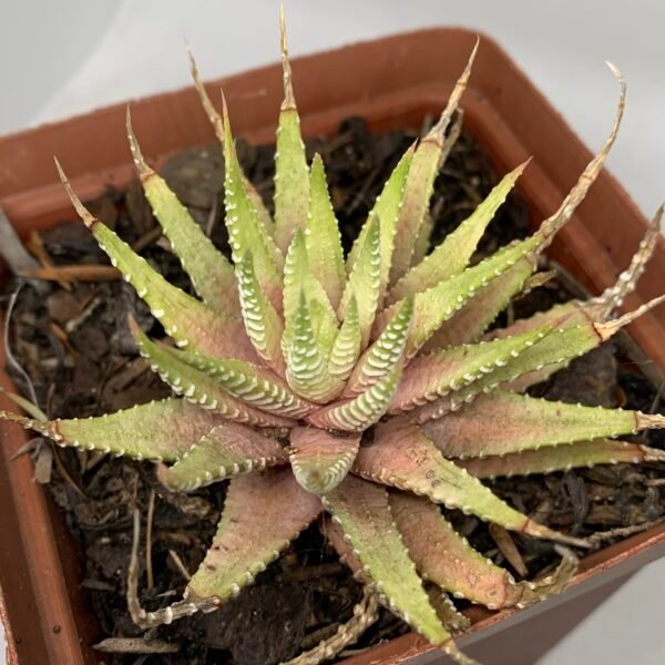 IMG_6673 Haworthiopsis attenuata ‘Lime