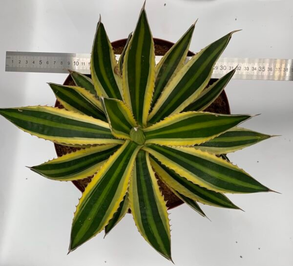 IMG_6717 Agave lophantha Quadricolour 'Springbokkie'