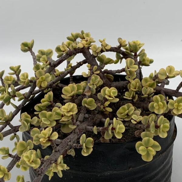 Portulacaria afra "Spekboom" Variegated