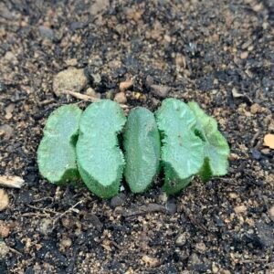IMG_6741 Haworthia Truncata