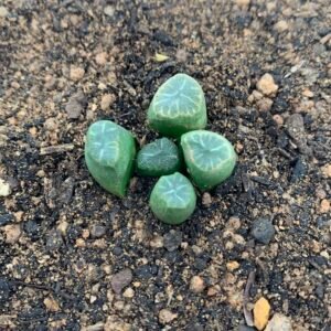 IMG_6744 Haworthia Maughanii