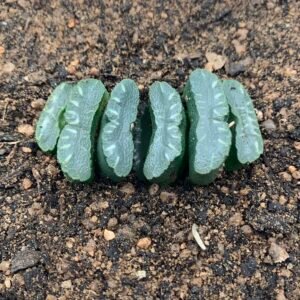 IMG_6750 Haworthia Truncata