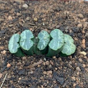 Haworthia truncata var. truncata