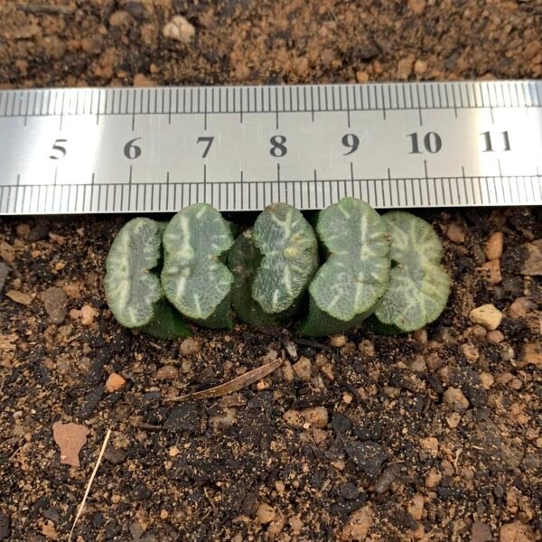 IMG_6755 Haworthia truncata var. truncata