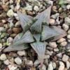 IMG_6757 Haworthia sp. hybrid