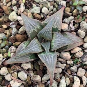 IMG_6757 Haworthia sp. hybrid