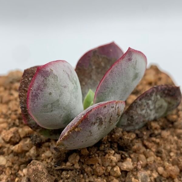 IMG_6867 Cotyledon orbiculata 'Huisrivier Pass'